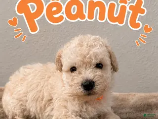 Miniature Poodle dogs for sale: Miniature Poodle 2 - Ad 3