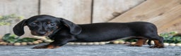 Miniature Dachshund dogs for sale: Ivy - Ad 3