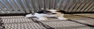 Duke 