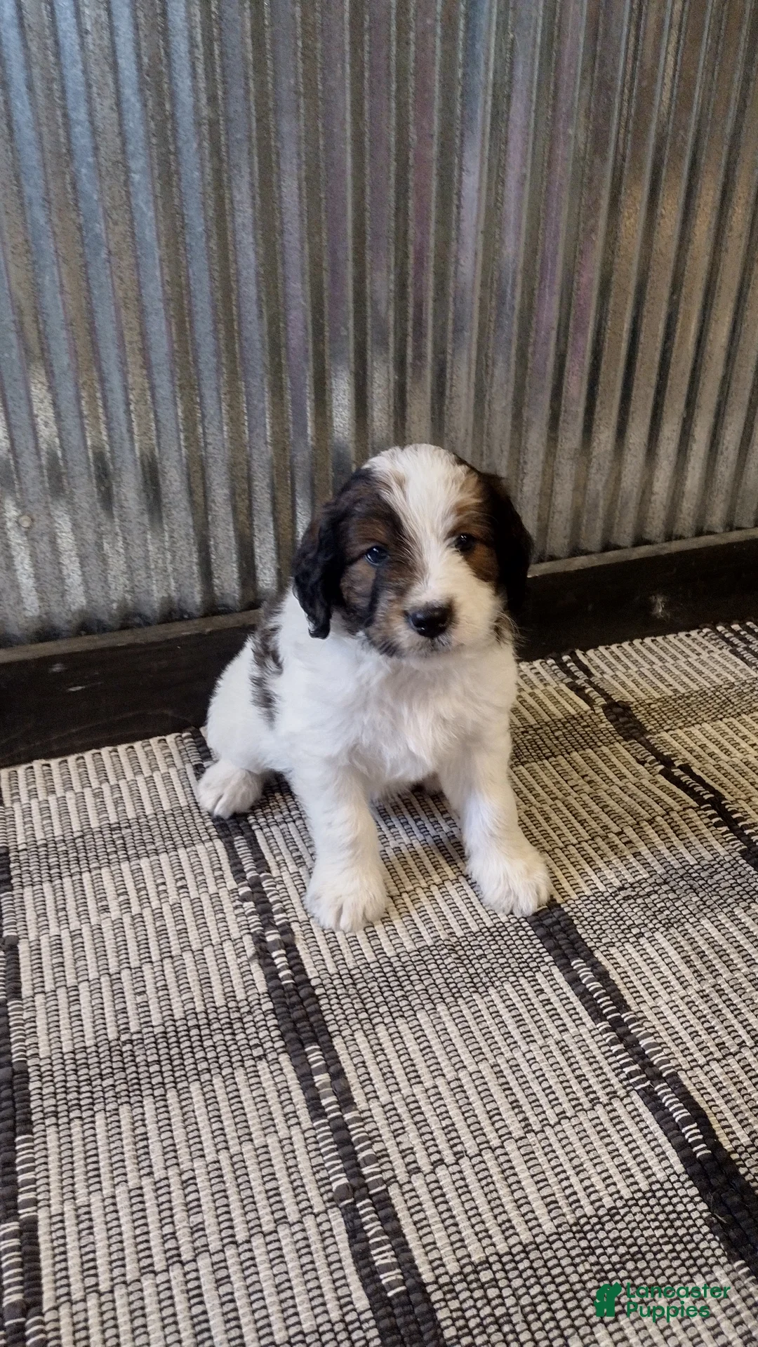 Mini Goldendoodle dogs for sale: Duke  - Ad 1