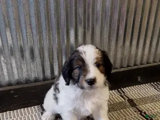 Mini Goldendoodle dogs for sale: Duke - Ad 4