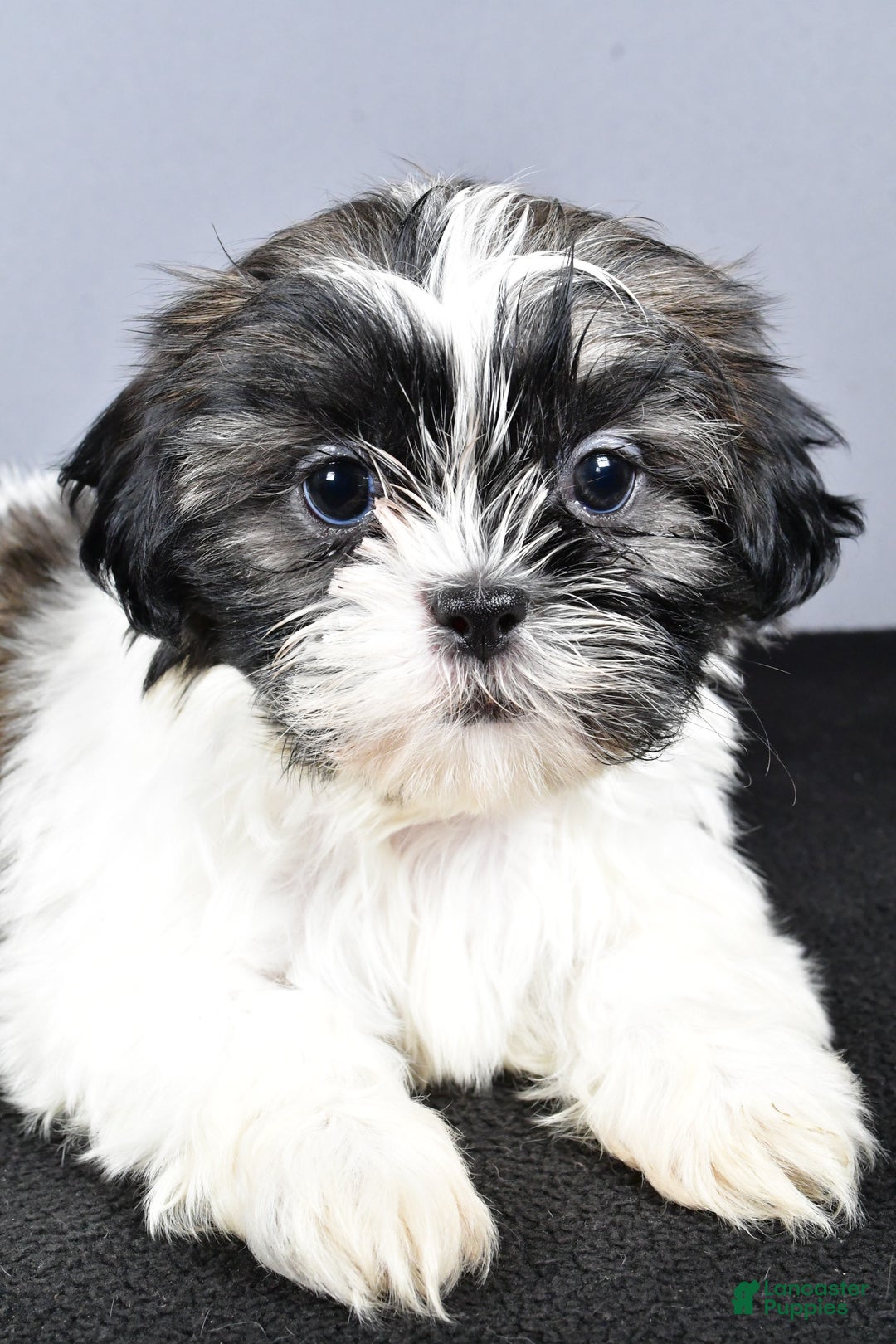 Shih Tzu dogs for sale: Lexi - Ad 4