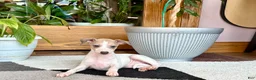 Italian Greyhound dogs for sale: Italian Greyhound female 3 white and fawn  - Ad 10