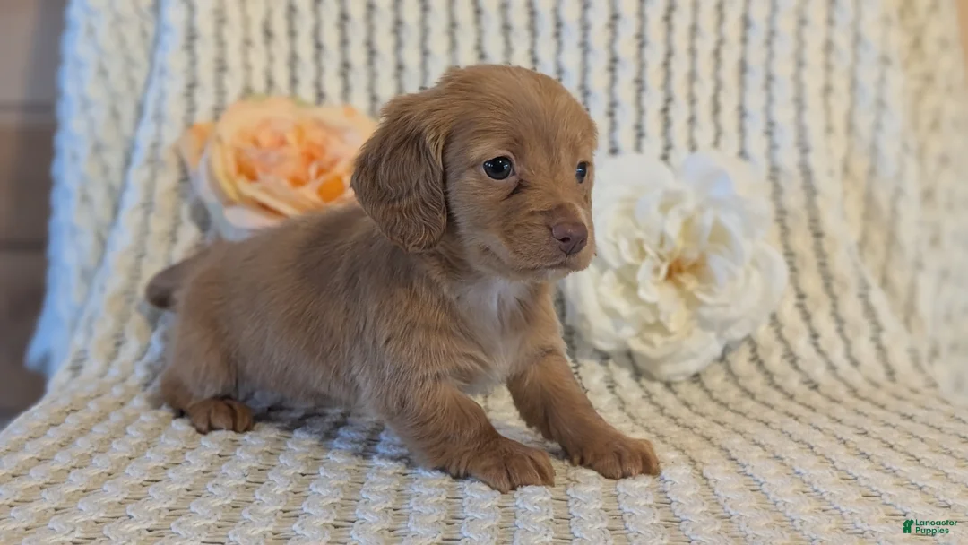 Miniature Dachshund dogs for sale: Lady - Ad 9