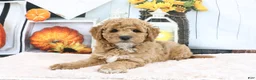 Mini Goldendoodle dogs for sale: Cliff - Ad 4