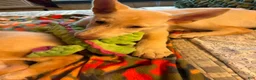 German Shepherd dogs for sale: GeeJay GypJūn  - Ad 3