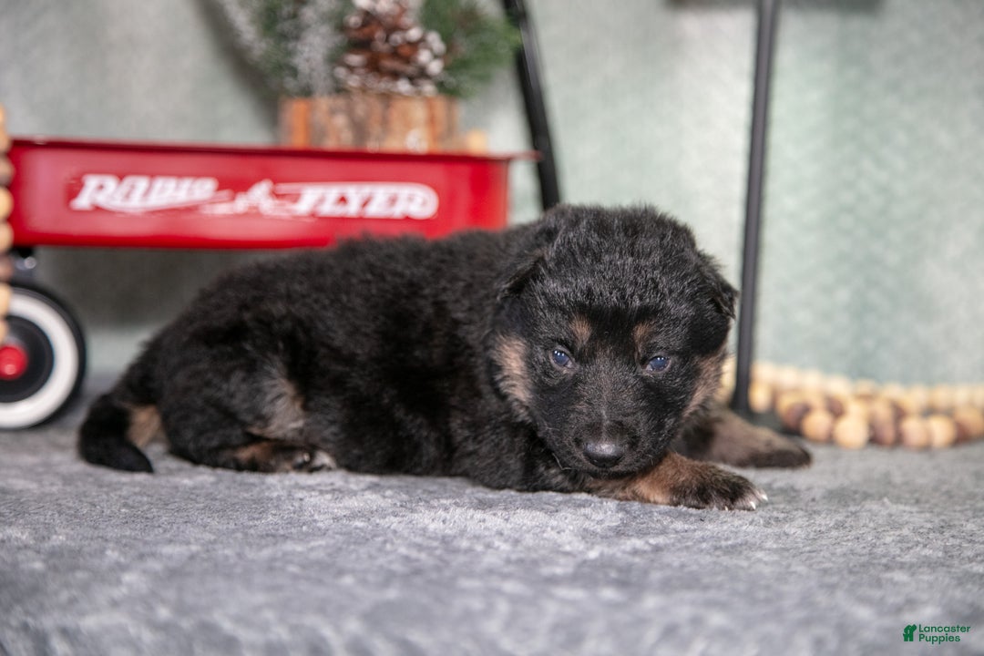 German Shepherd dogs for sale: Luka - Ad 2