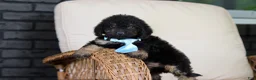 Cavapoo dogs for sale: Cooper - Ad 8