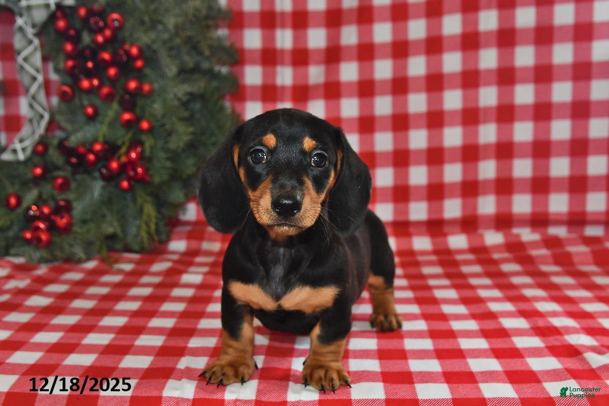 Miniature Dachshund dogs Pixie - Ad 42