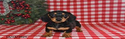 Miniature Dachshund dogs for sale: Pixie - Ad 1