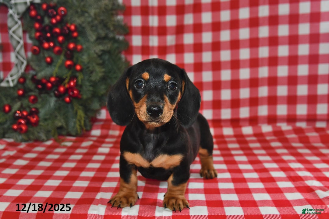 Miniature Dachshund dogs for sale: Pixie - Ad 1