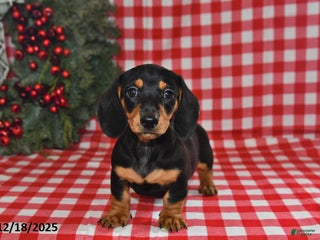 Miniature Dachshund dogs Pixie - Ad 14