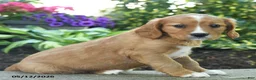Miniature Golden Retriever dogs for sale: Feona - Ad 2
