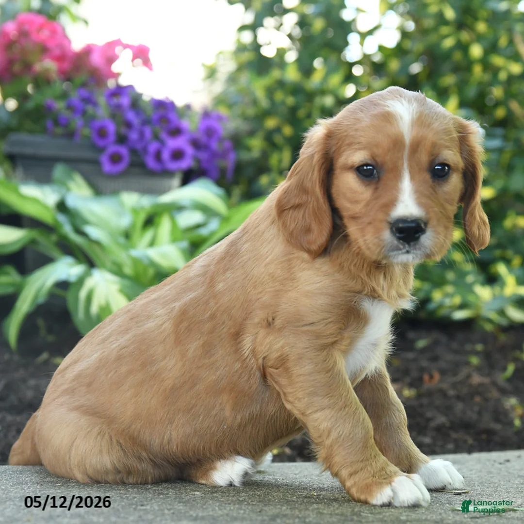 Miniature Golden Retriever dogs for sale: Feona - Ad 2