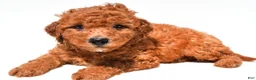Mini Goldendoodle dogs for sale: Freddy  - Ad 8