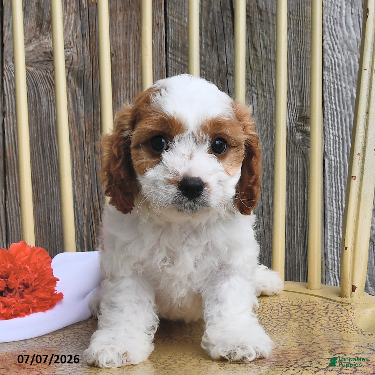 Cavapoo dogs Jaxon - Ad 1
