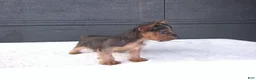 Yorkshire Terrier dogs for sale: Gracie - Ad 7
