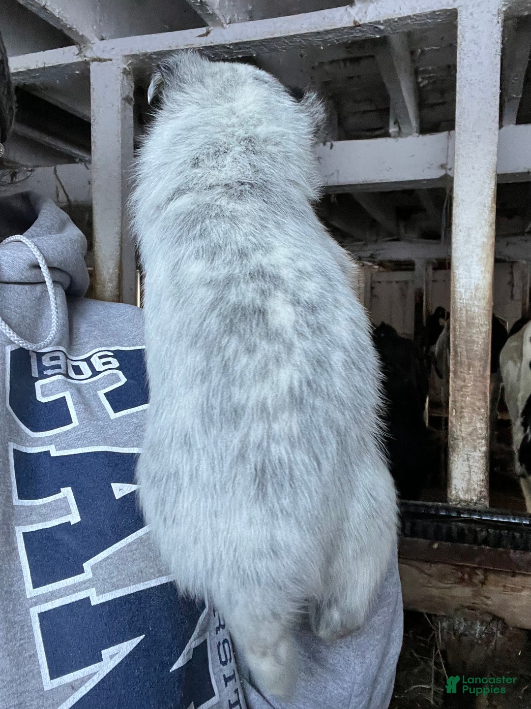 Australian Cattle Dog dogs for sale: Prancer - Ad 2