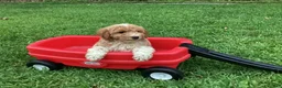 Mini Goldendoodle dogs for sale: Rocky - Ad 8
