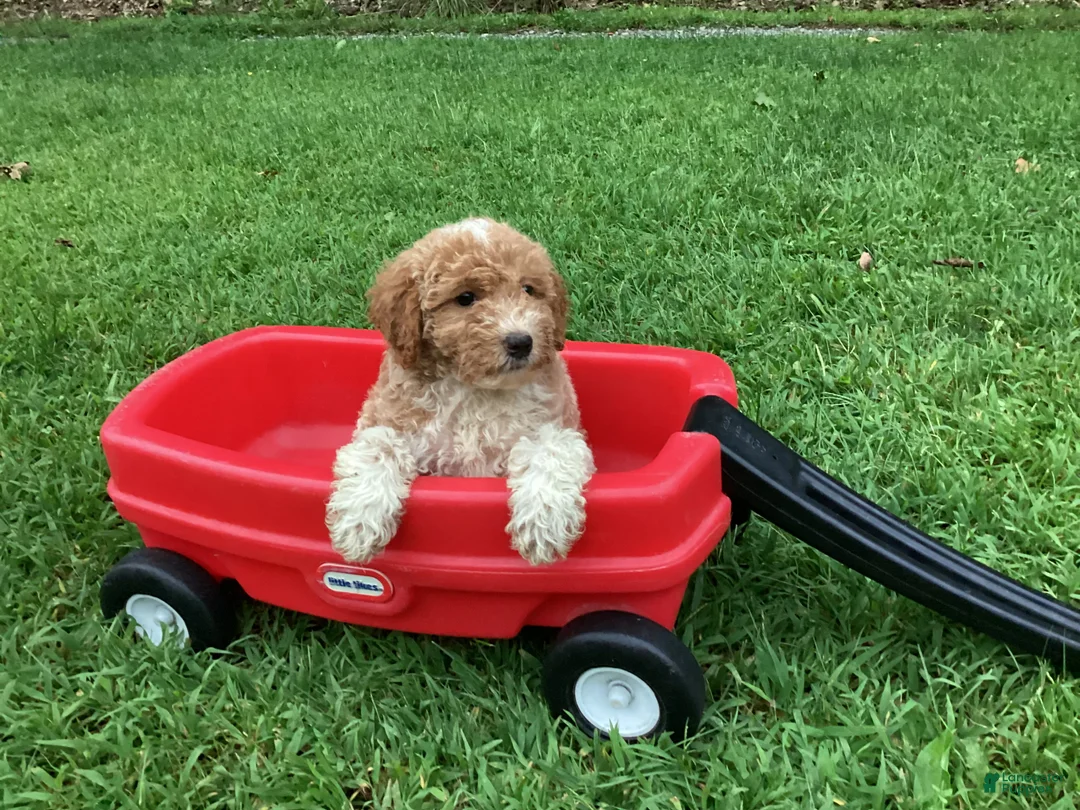 Mini Goldendoodle dogs for sale: Rocky - Ad 8