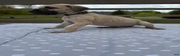 Great Dane dogs for sale: Rigatoni (Brown) - Ad 3