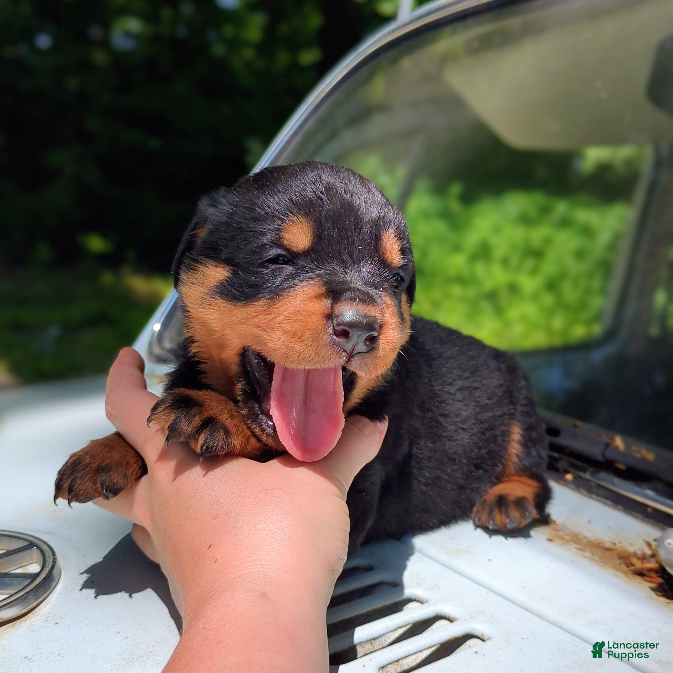 Rottweiler dogs for sale: Hemi - Ad 3