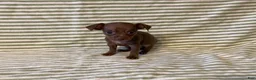 Chihuahua dogs for sale: Rio - Ad 2