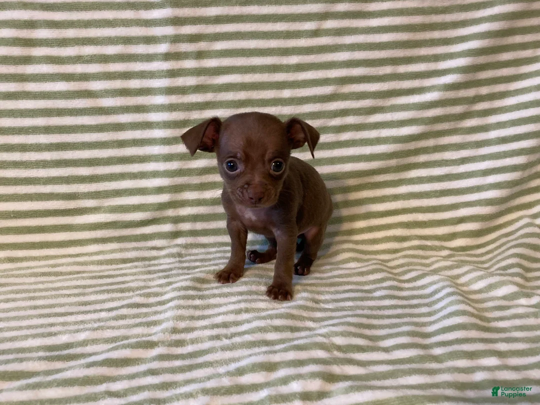 Chihuahua dogs for sale: Rio - Ad 2