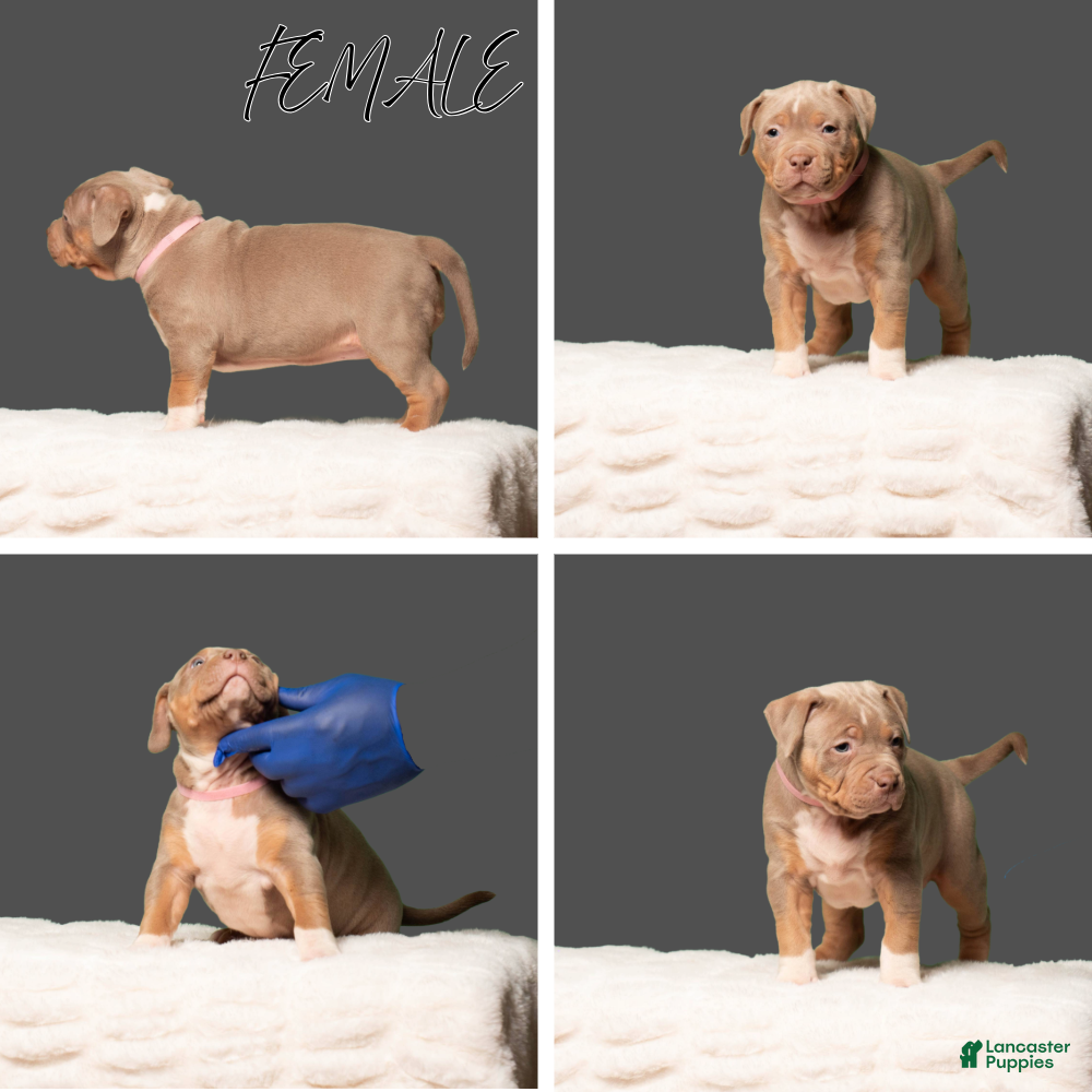 American Bully dogs American Bully Puppy 3 - Ad 4