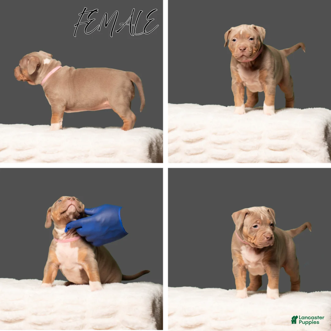 American Bully dogs for sale: American Bully Puppy 3 - Ad 1