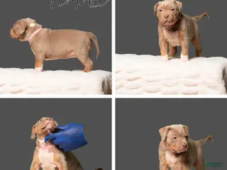 American Bully dogs for sale: American Bully Puppy 3 - Ad 1