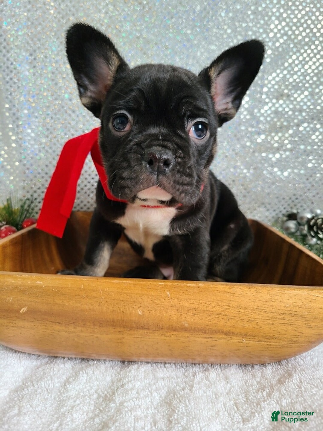 French Bulldog dogs for sale: Cash - Ad 2
