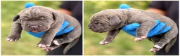 Cane Corso dogs for sale: Milan - Ad 4