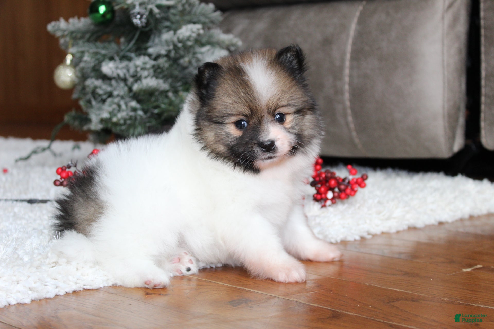 Pomeranian dogs Ethan - Ad 5