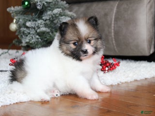 Pomeranian dogs Ethan - Ad 7