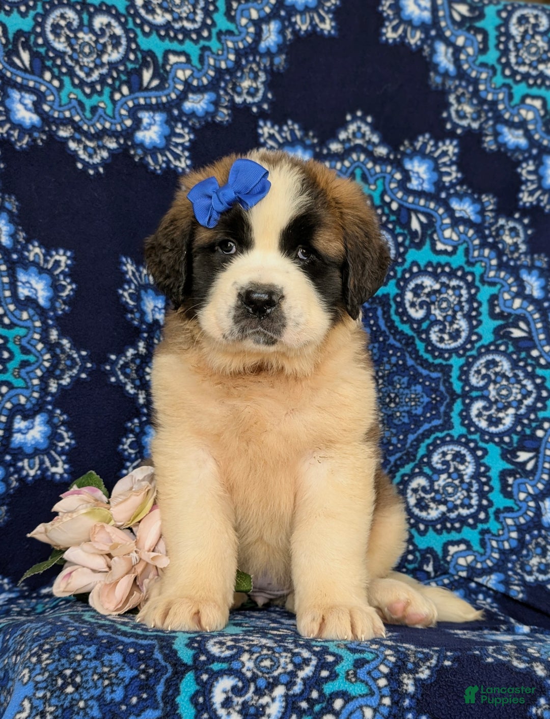 St Bernard Mix Puppy Saint Dane Puppies For Sale Mastiff Saint Bernard  Great Dane Great Dane, image size:1080x1413
