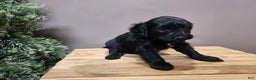 Mini Bernedoodle dogs for sale: Grace - Ad 3