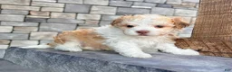 Havanese dogs for sale: Geno - Ad 3