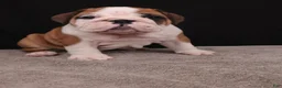 English Bulldog dogs for sale: Thor - Ad 12