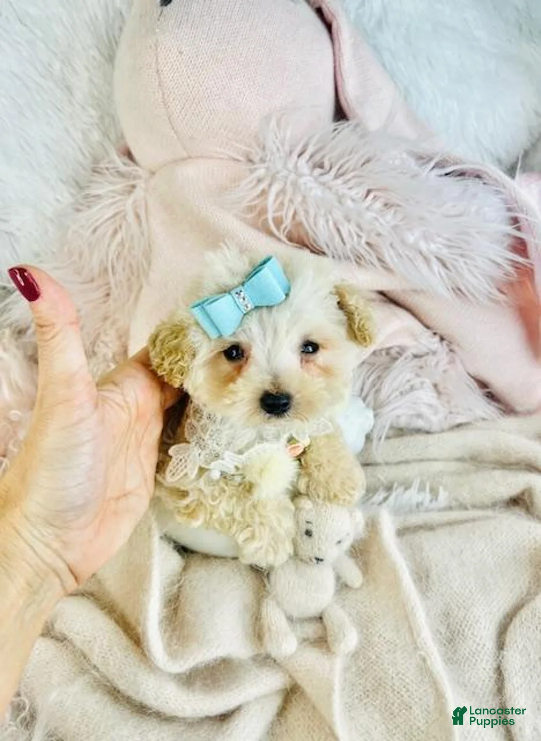 Toy Poodle dogs for sale: Toy Poodle Puppy 1 - Ad 1