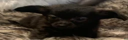 Chiweenie dogs for sale: Toy size BEAU~!!! - Ad 5