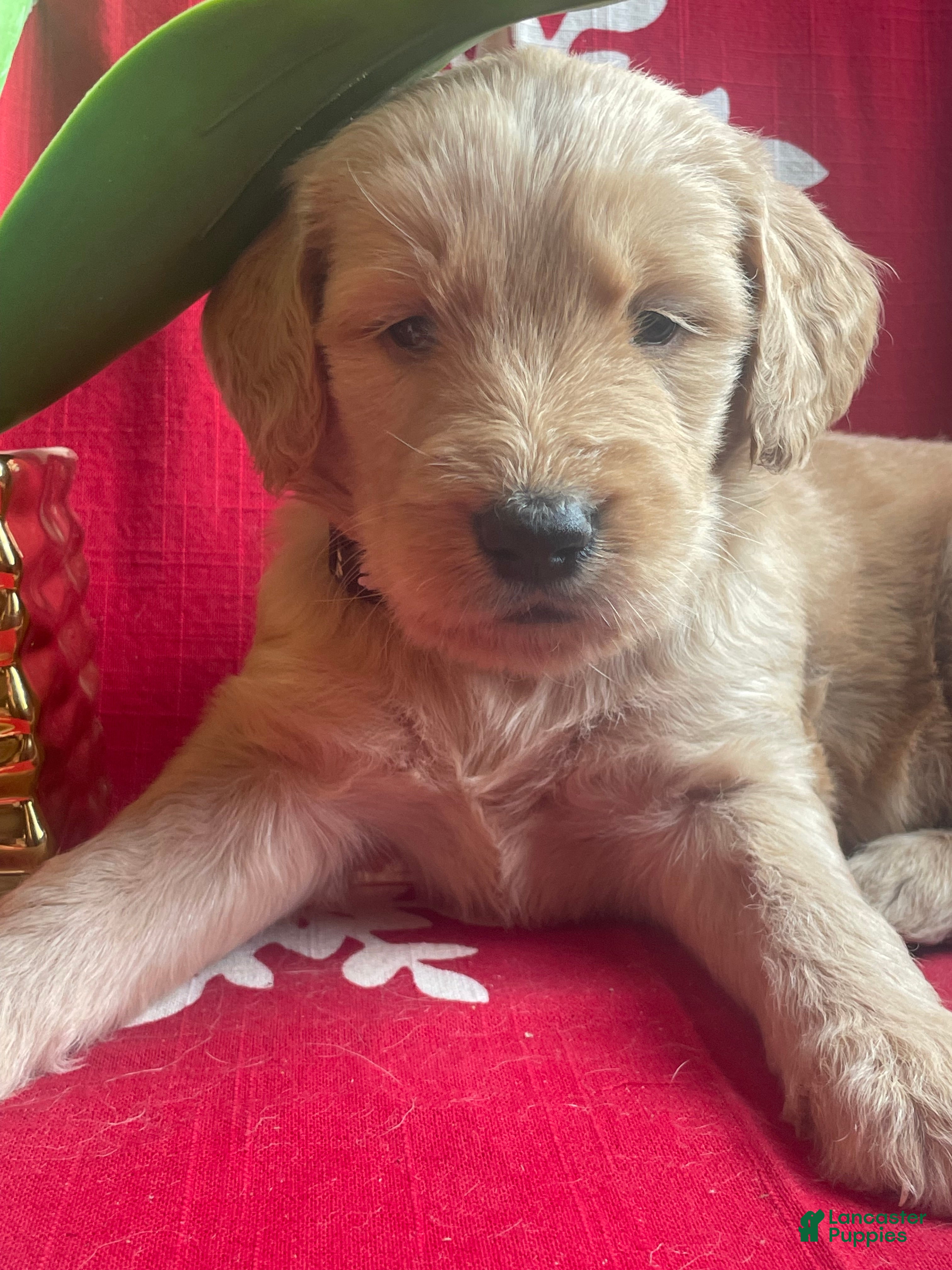 Goldendoodle dogs Goldendoodle Puppy 1 - Ad 2
