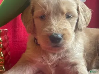 Goldendoodle dogs Goldendoodle Puppy 1 - Ad 2