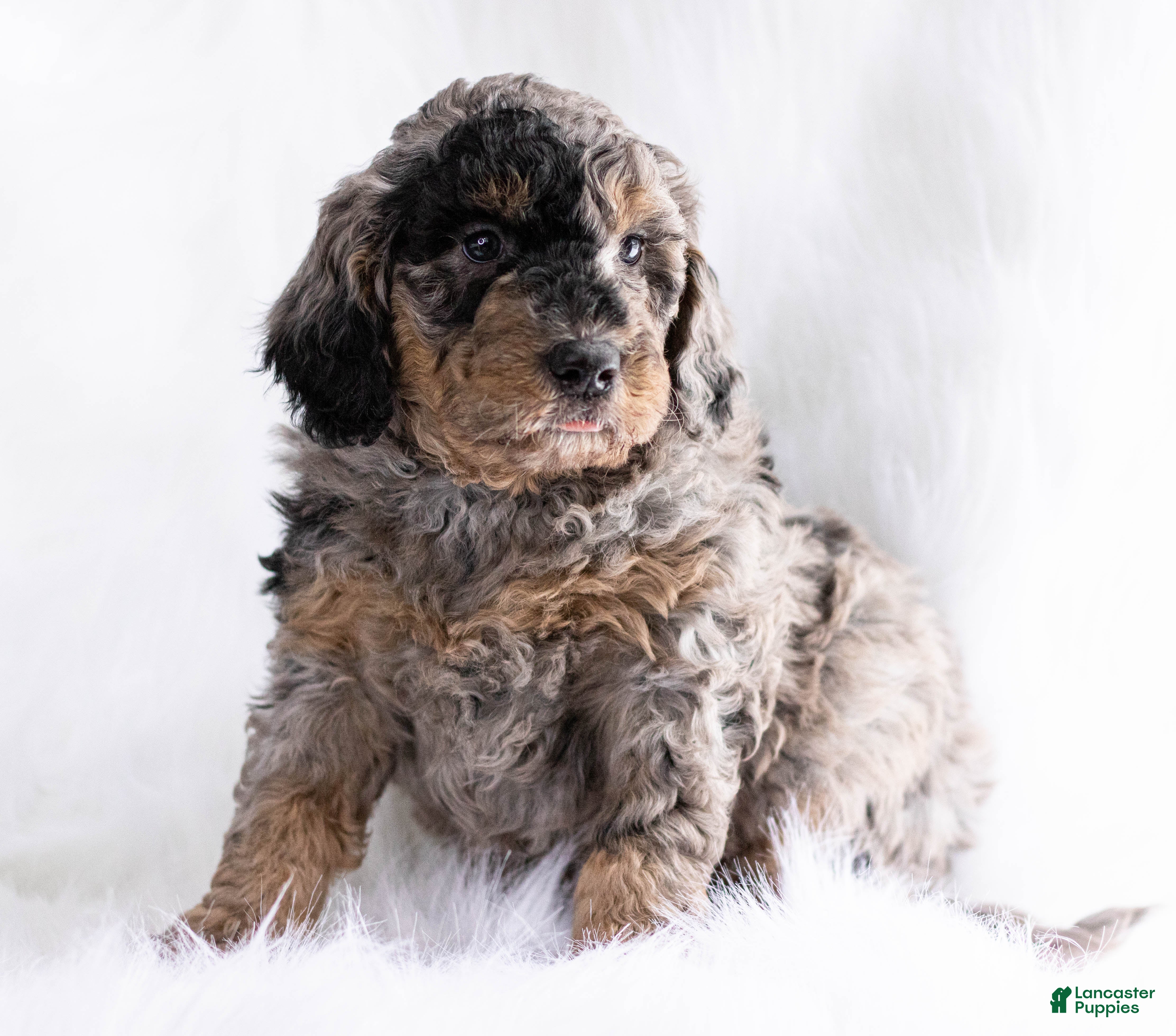 Goldendoodle dogs Truffle - Ad 12