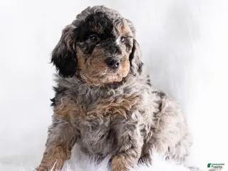 Goldendoodle dogs Truffle - Ad 12