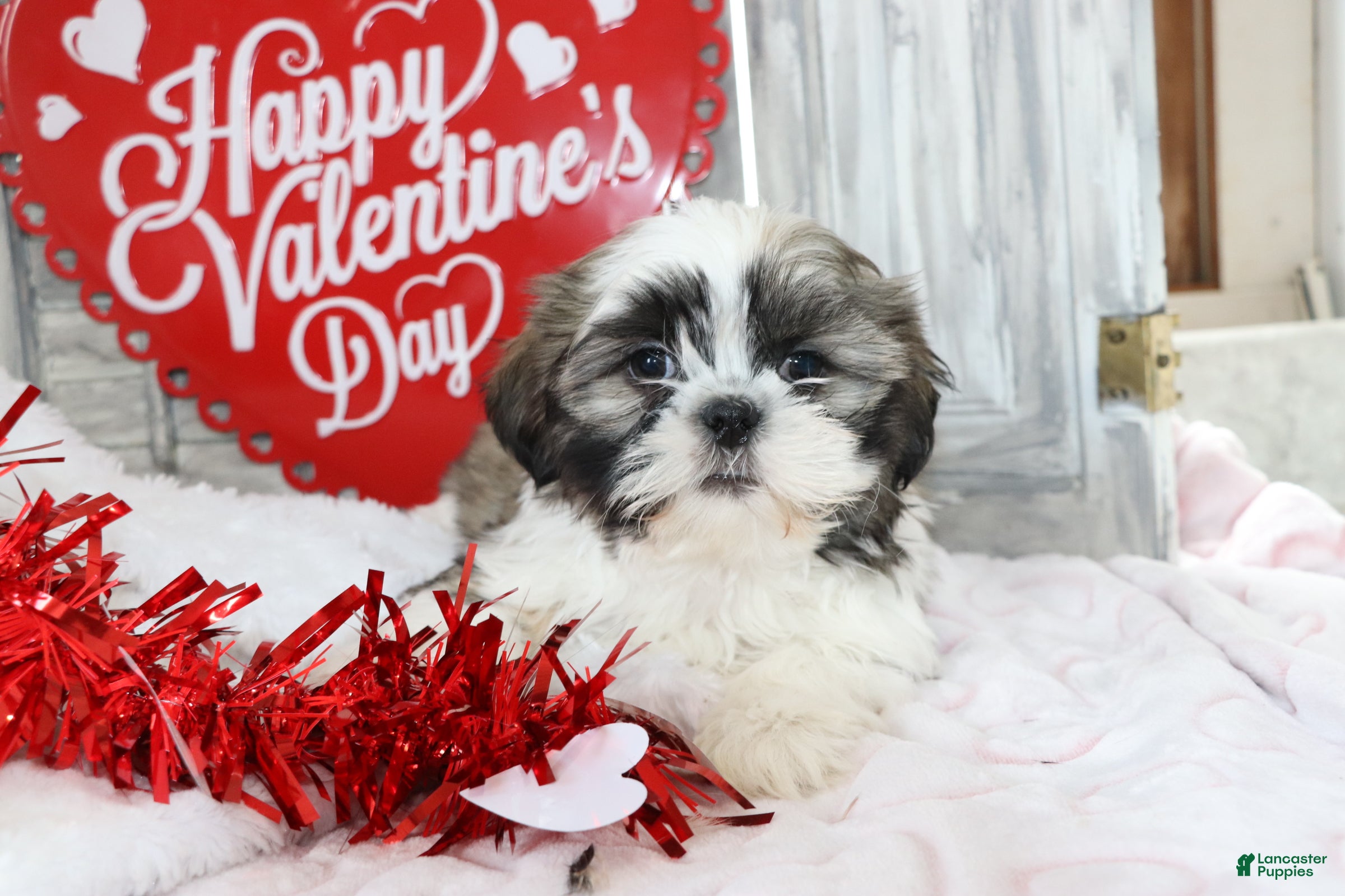 Shih Tzu dogs Logan  - Ad 25