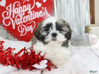 Shih Tzu dogs Logan - Ad 25