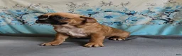 Mixed Breed dogs for sale: Punkin Pie - Ad 8