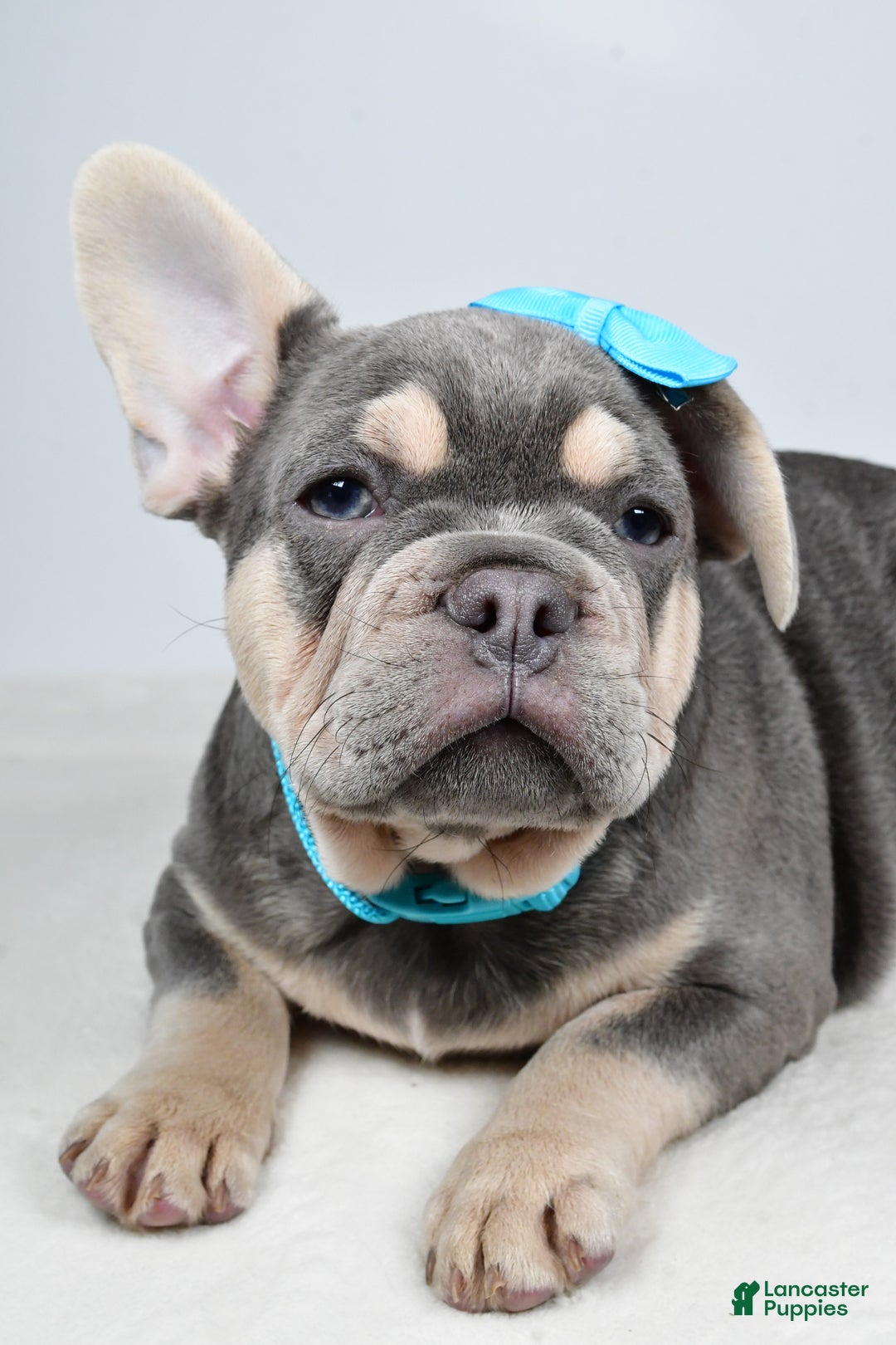 French Bulldog dogs for sale: Connor  - Ad 3