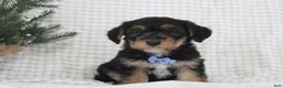 Yorkiepoo dogs for sale: Alexander - Ad 2